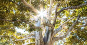 arbre de vie