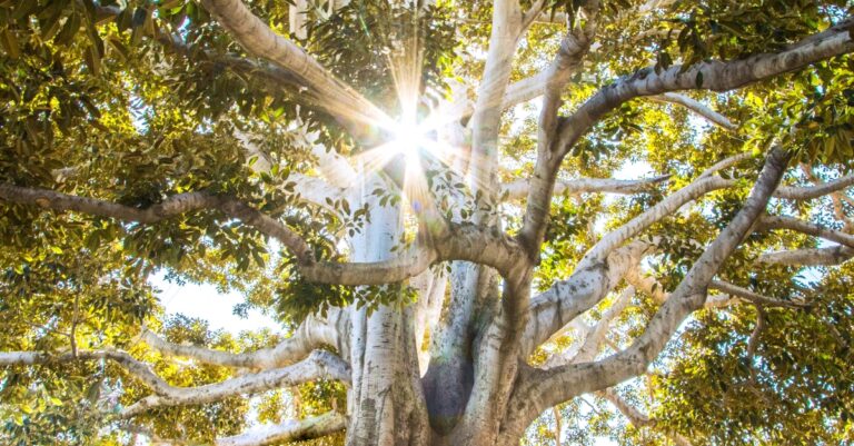 arbre de vie