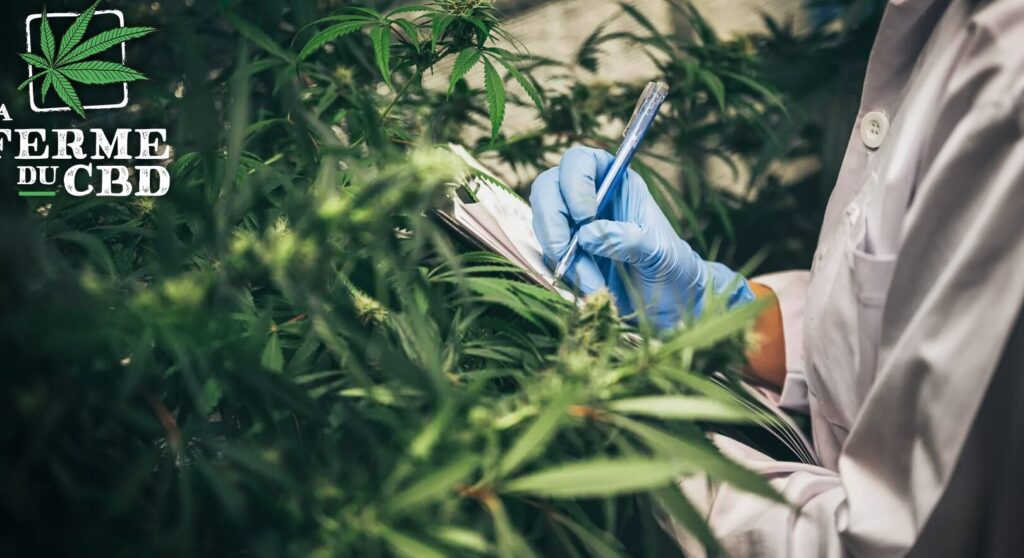 Le CBD : Faut-il avoir un avis ferme à son sujet ?