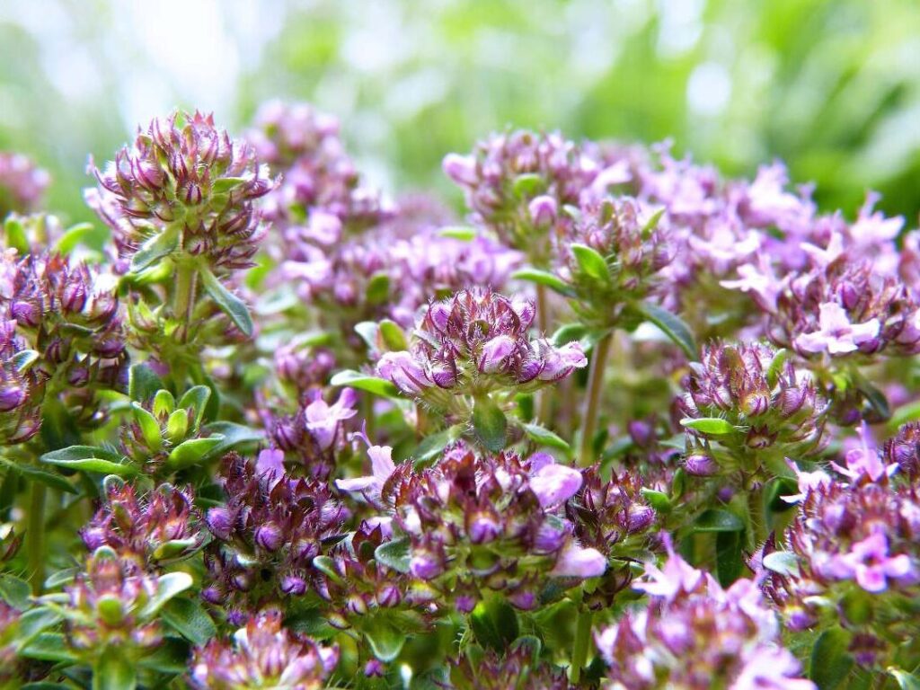 Plantes anti-toux grasse
